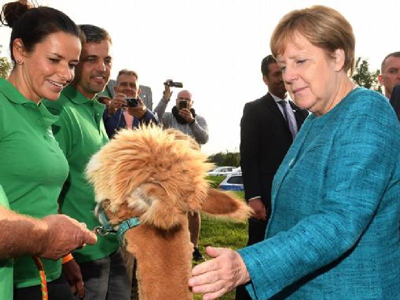 Ангела Меркели и лама
